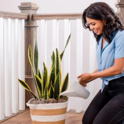 Air-Purifying House Plant Kit -Foliagez Sales Whie Watering Can 2 af5196b4 a77c 4b15 b895 8aae9ad1b861