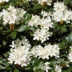 White Rhododendron -Foliagez Sales White Rhododendron 2 FGT