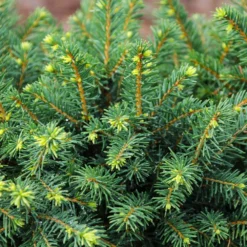 White Spruce Tree -Foliagez Sales White Spruce Tree 3 FGT