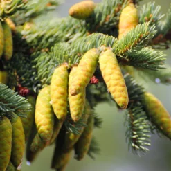 White Spruce Tree -Foliagez Sales White Spruce Tree 4