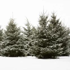 White Spruce Tree -Foliagez Sales White Spruce Tree 5