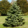 White Spruce Tree -Foliagez Sales White Spruce Tree FGT 600x600 3b8f2baa 581d 4a29 9f38 25d68bbf5905