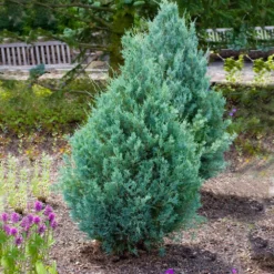 Juniper 'Wichita Blue' Tree 10 Juniper 'Wichita Blue' Tree -Foliagez Sales Wichita Blue Juniper 4
