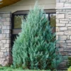 Juniper 'Wichita Blue' Tree -Foliagez Sales Wichita Blue Juniper FGT 600x600 98f51b0e 0d59 4016 a314 0615788fed70