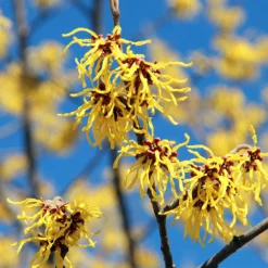 Common Witch Hazel Shrub -Foliagez Sales Witch Hazel 1
