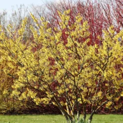 Common Witch Hazel Shrub -Foliagez Sales Witch Hazel 6