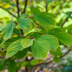 Common Witch Hazel Shrub -Foliagez Sales Witch Hazel 8