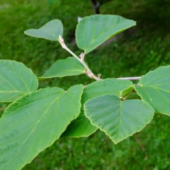 Diane Witch Hazel Shrub -Foliagez Sales Witch Hazel Diane 2