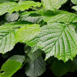 Jelena Witch Hazel Shrub -Foliagez Sales Witch Hazel Jelena 4