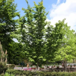 Jelena Witch Hazel Shrub -Foliagez Sales Witch Hazel Jelena 6