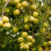 Golden Delicious Apple Tree -Foliagez Sales Yellow Delicious Apples 600x600 485fb1ff 342f 4f7f 8bfa 656de79e199b