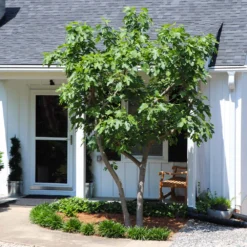 Yellow Fig Tree 11 Yellow Fig Tree -Foliagez Sales Yellow Fig 5