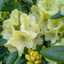 Yellow Rhododendron -Foliagez Sales Yellow Rhododendron 2 FGT