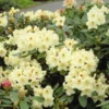 Yellow Rhododendron -Foliagez Sales Yellow Rhododendron FGT 600x600 da90324d 690b 4a8b 80bc 906a033d948e