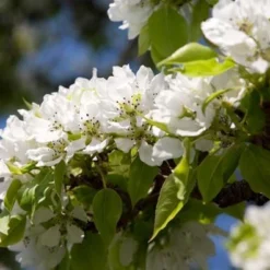 Yoinashi Asian Pear Tree -Foliagez Sales Yoinashi Asian Pear 1