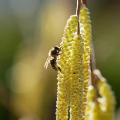 York Filbert Hazelnut -Foliagez Sales York Hazelnut 2