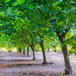 York Filbert Hazelnut -Foliagez Sales York Hazelnut 4