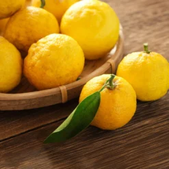 Yuzu Tree -Foliagez Sales Yuzu Citrus 3 FGT