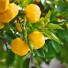 Yuzu Tree 1 Yuzu Tree -Foliagez Sales Yuzu Citrus FGT 600x600 f4fe55aa 8325 4d58 8b4b 8490fdfe6633
