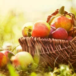 Zestar Apple Tree 8 Zestar Apple Tree -Foliagez Sales Zestar Apple 2