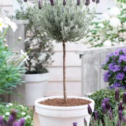 Lavender Standard Topiary Tree -Foliagez Sales lavender topiary 600