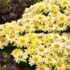 Amazing Daisies® ‘Banana Cream II’ Shasta Daisy -Foliagez Sales leucanthemum amazing daisies banana cream 600x600 531c4232 61e9 4bcb 9c95 8a26da3c59e2