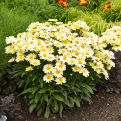 Amazing Daisies® ‘Banana Cream II’ Shasta Daisy -Foliagez Sales leucanthemum amazing daisies banana cream ii gal