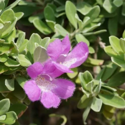 Lynn's Legacy Texas Sage -Foliagez Sales lynns legacy 3