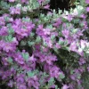 Lynn's Legacy Texas Sage -Foliagez Sales lynns legacy FGT 600x600 8c466a9e 62d8 446d af07 c0df6cd4887a