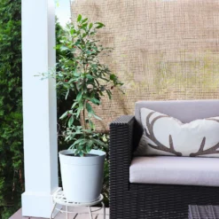 Miracle Berry Plant 10 Miracle Berry Plant -Foliagez Sales mIRACLE bERRY 4 FGT