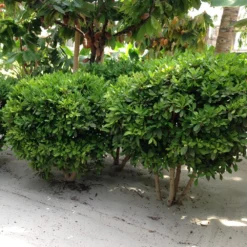 Miracle Berry Plant 11 Miracle Berry Plant -Foliagez Sales mIRACLE bERRY 6