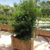 Miracle Berry Plant 1 Miracle Berry Plant -Foliagez Sales mIRACLE bERRY FGT