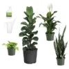 New Apartment House Plant Kit -Foliagez Sales new apartment 600x600 69fe138b a539 4040 9046 311493f7657f