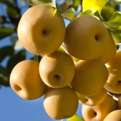 Olympic Giant Asian Pear Tree -Foliagez Sales olympic pear 450