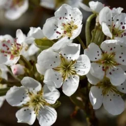 Olympic Giant Asian Pear Tree -Foliagez Sales olympic pear 450 1