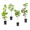 Citrus Tree Variety Kit 2 Citrus Tree Variety Kit -Foliagez Sales pkg 1 Mey Persian Lime Calomon Navel 1 2 1QT 600x600 508a9d8f 9614 4768 bd25 466123650312