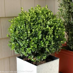Sprinter® Boxwood Shrub -Foliagez Sales sprinter boxwood 2 FGT