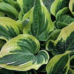 Wide Brim Hosta -Foliagez Sales wide brim hosta 1