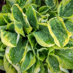 Wide Brim Hosta -Foliagez Sales wide brim hosta 2