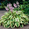 Wide Brim Hosta -Foliagez Sales wide brim hosta 600x600 82c20dde 9a78 443b 8c87 1eab0aa78f7c