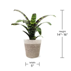 Zebra Plant In Decorative Pot -Foliagez Sales zebra jute 1