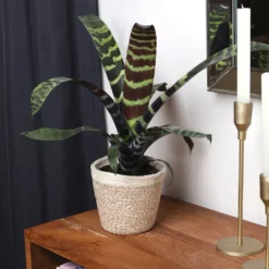 Zebra Plant In Decorative Pot -Foliagez Sales zebra jute 4