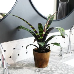 Zebra Plant In Decorative Pot -Foliagez Sales zebra wood 1