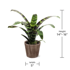 Zebra Plant In Decorative Pot -Foliagez Sales zebra wood 3